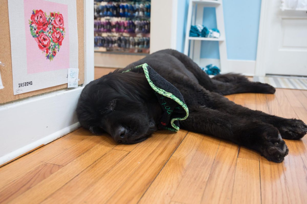 The Elegant Needle hosts owner Catherine Pletsch’s therapy dogs often.